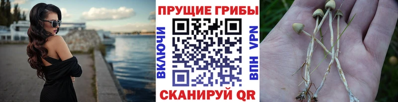 Псилоцибиновые грибы MAGIC MUSHROOMS  где продают наркотики  Верхнеуральск 